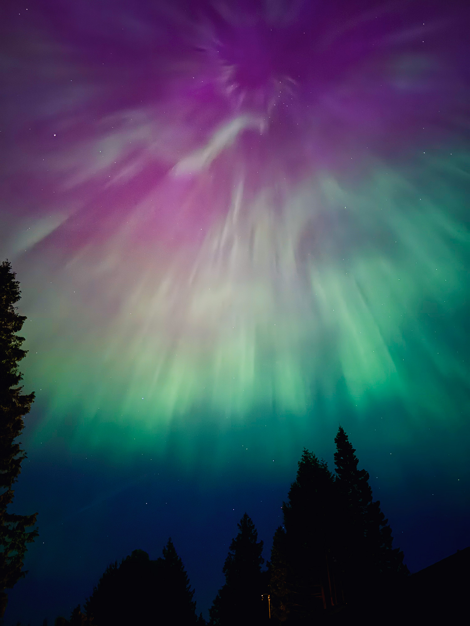 Aurora borealis over evergreen trees