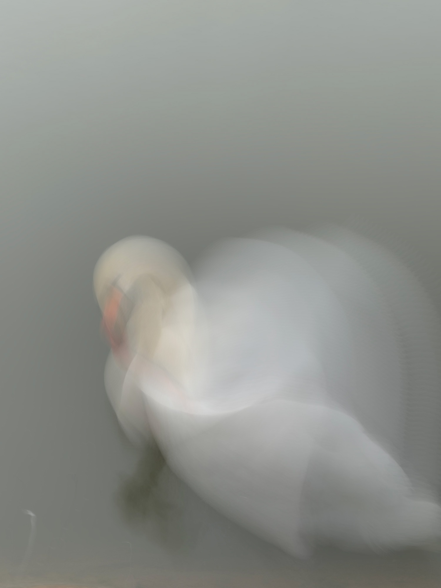 Long exposure of a swan