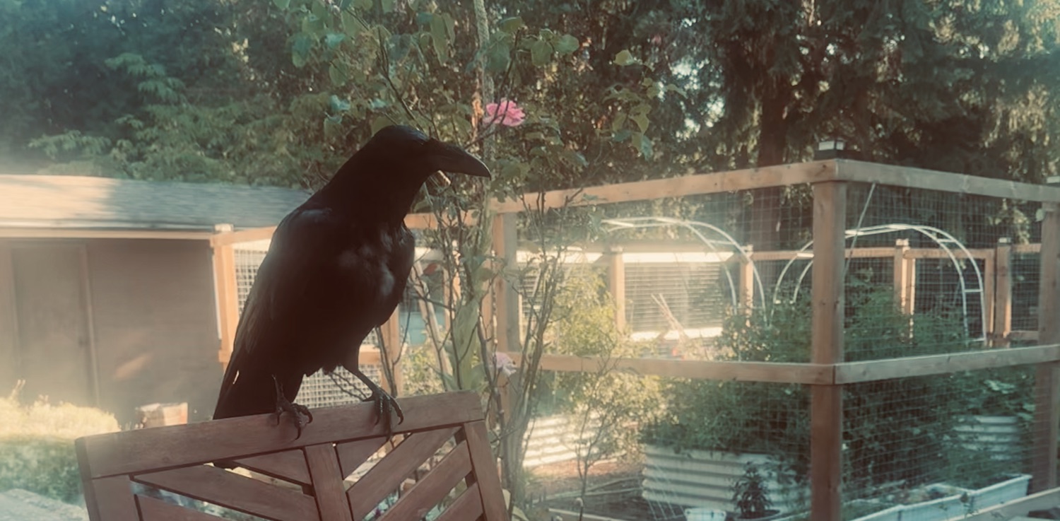 A raven perched on a chair